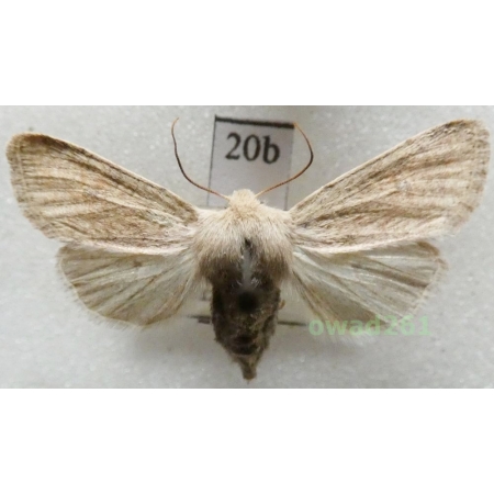 Orthosia cruda (Denis & Schiffermüller, 1775) Czech20b